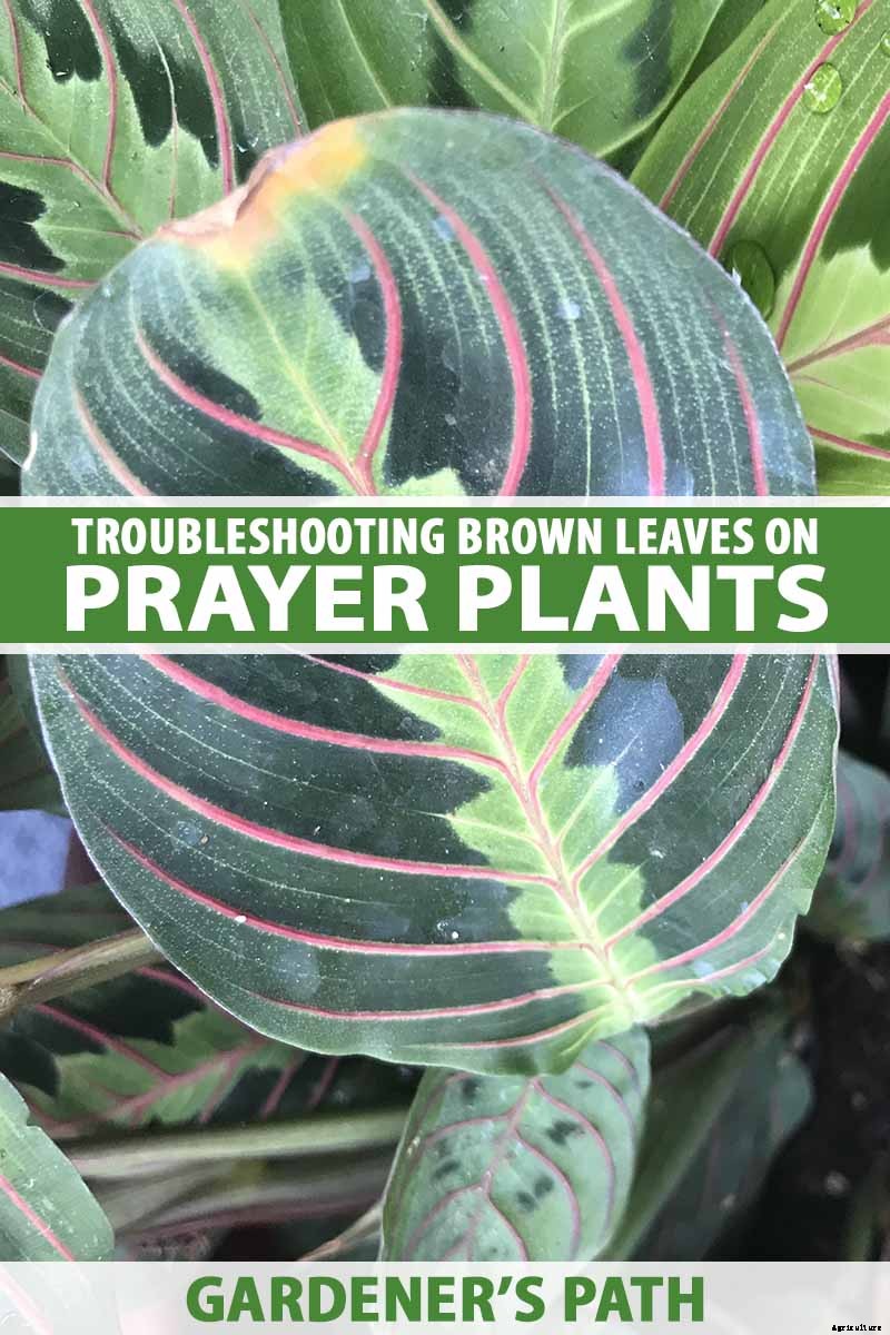 Troubleshooting Brown Leaves on Prayer Plants