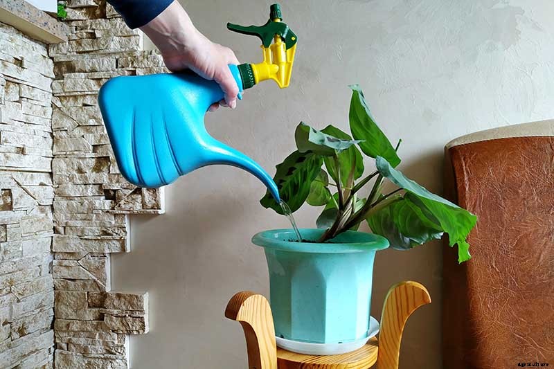 Troubleshooting Brown Leaves on Prayer Plants