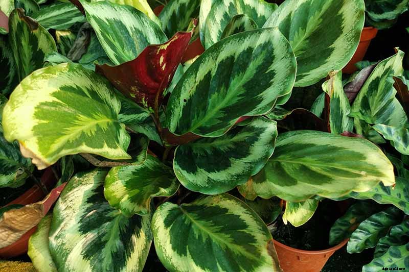 Troubleshooting Brown Leaves on Prayer Plants