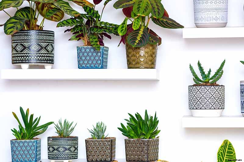 Troubleshooting Brown Leaves on Prayer Plants