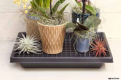 Troubleshooting Brown Leaves on Prayer Plants