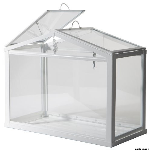 Troubleshooting Brown Leaves on Prayer Plants