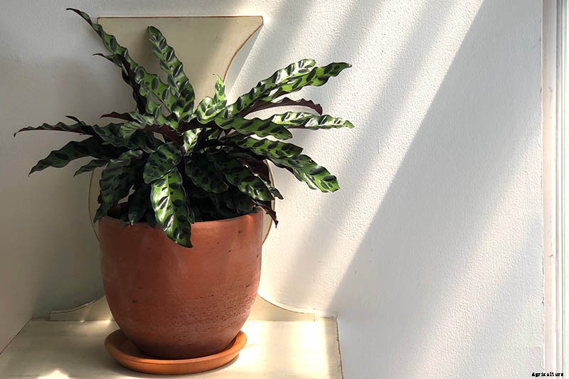 Troubleshooting Brown Leaves on Prayer Plants