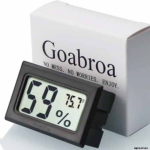 Troubleshooting Brown Leaves on Prayer Plants