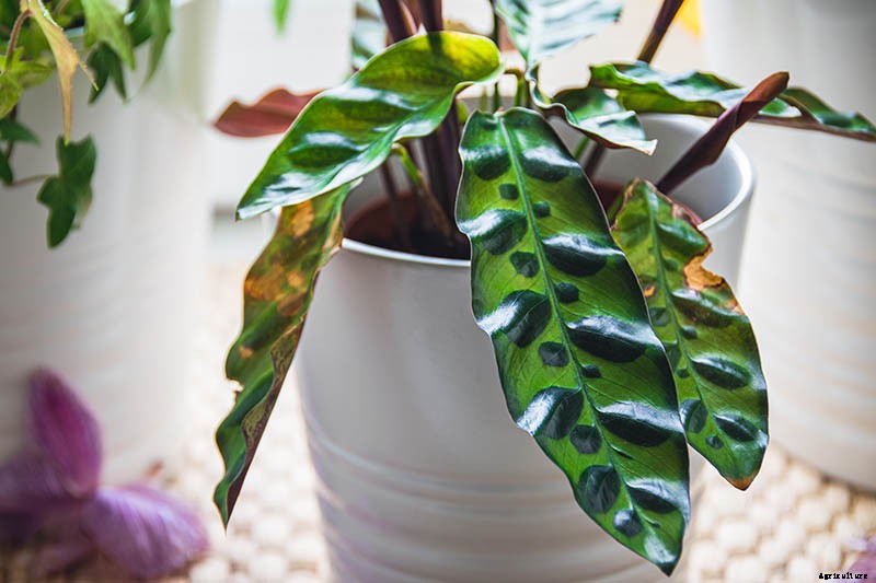 Troubleshooting Brown Leaves on Prayer Plants