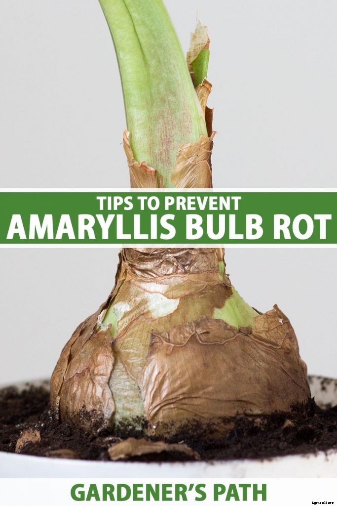 3 Tips to Prevent Amaryllis Bulb Rot