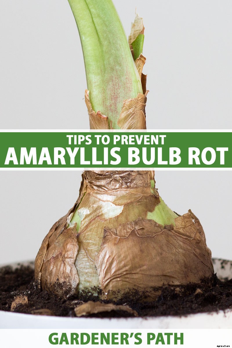 3 Tips to Prevent Amaryllis Bulb Rot