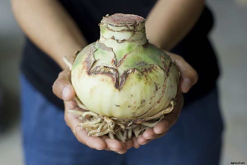 3 Tips to Prevent Amaryllis Bulb Rot