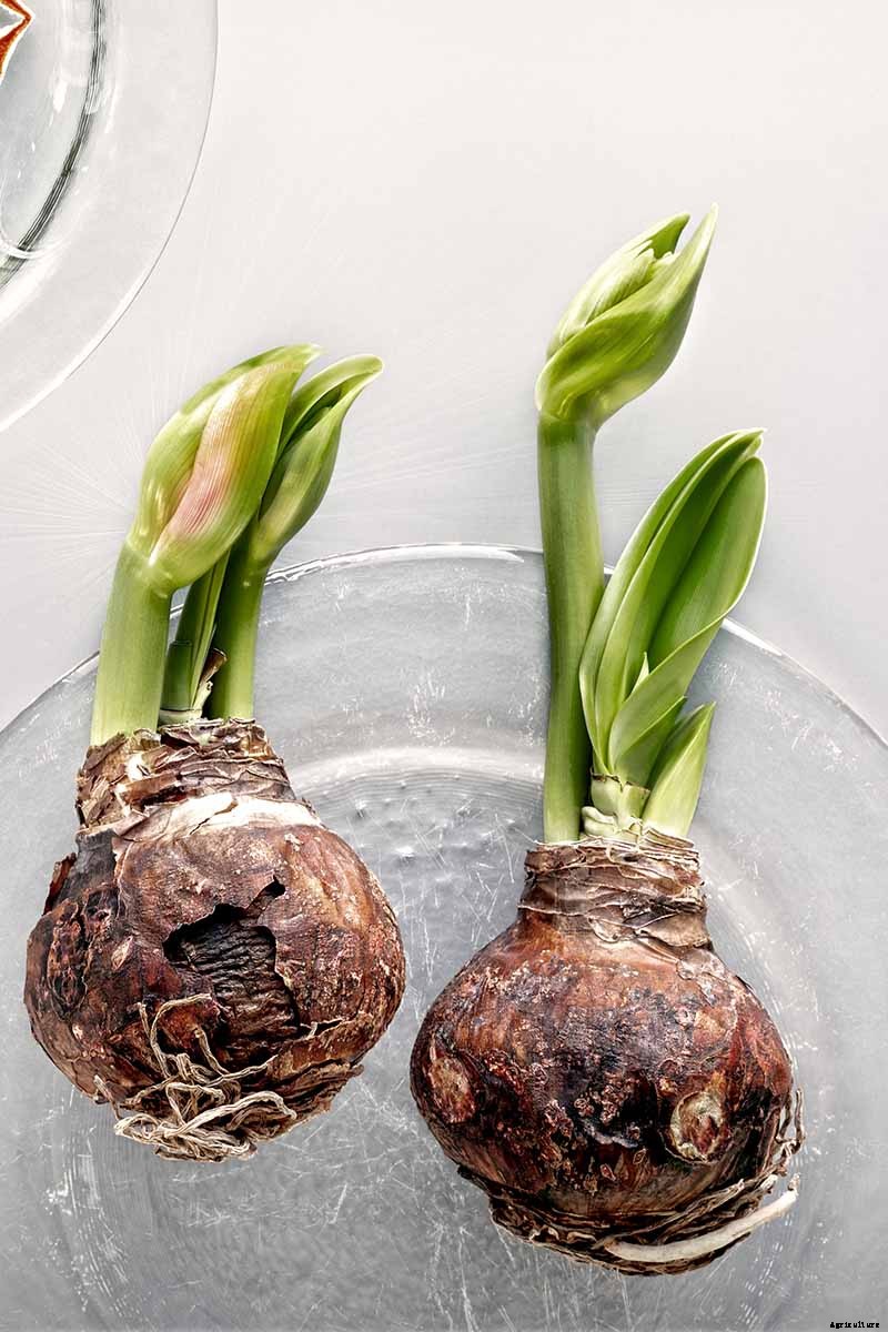 3 Tips to Prevent Amaryllis Bulb Rot