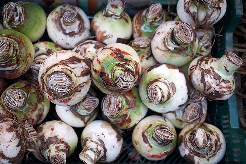 3 Tips to Prevent Amaryllis Bulb Rot