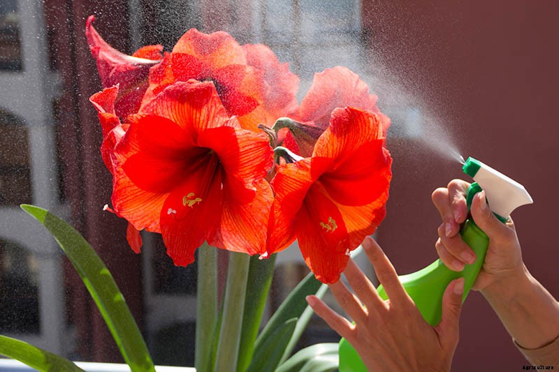 3 Tips to Prevent Amaryllis Bulb Rot