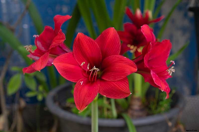 3 Tips to Prevent Amaryllis Bulb Rot