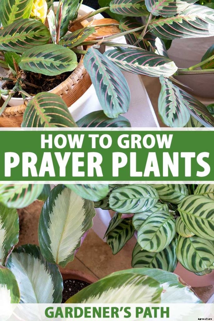 How to Grow and Care for Prayer Plants