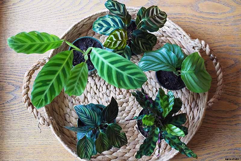How to Grow and Care for Prayer Plants