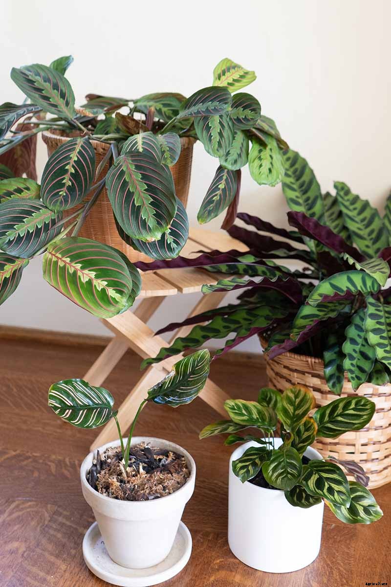 How to Grow and Care for Prayer Plants