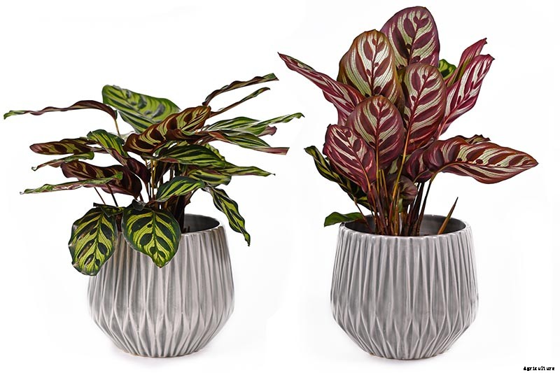 How to Grow and Care for Prayer Plants