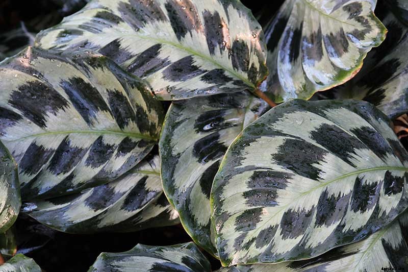 How to Grow and Care for Prayer Plants