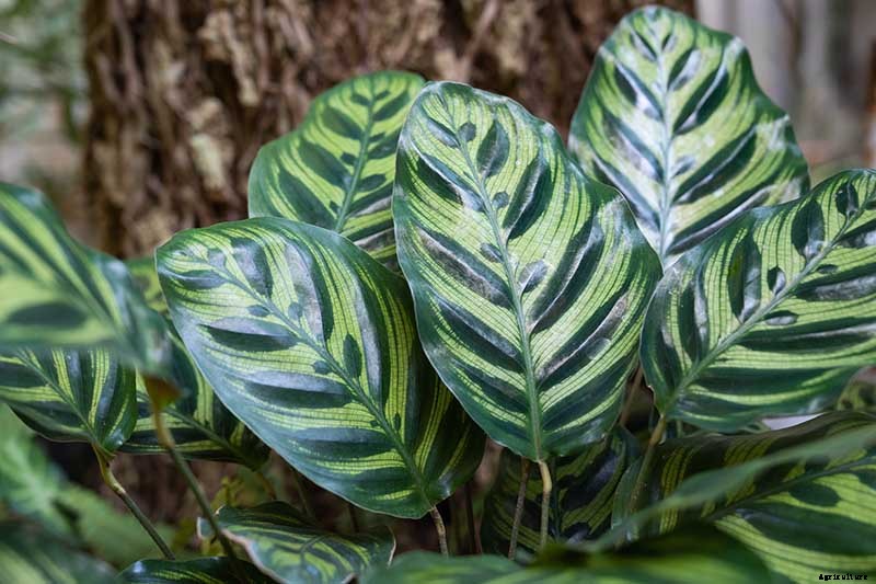 How to Grow and Care for Prayer Plants