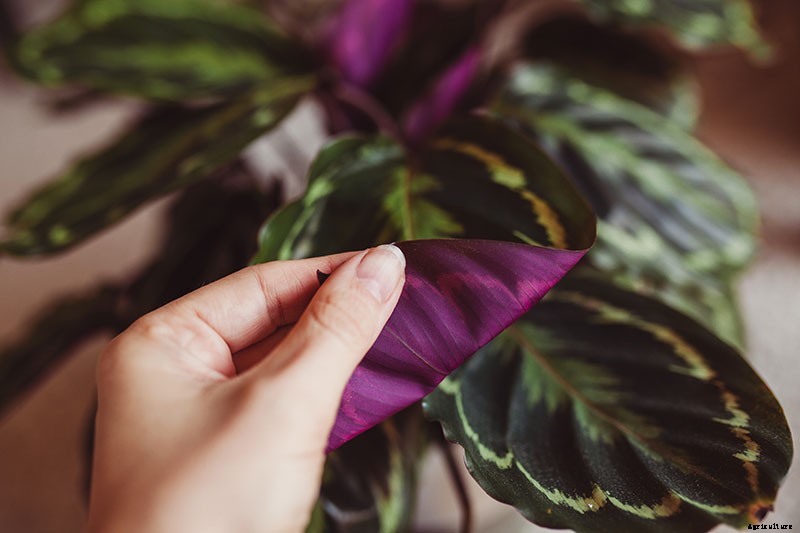 How to Grow and Care for Prayer Plants