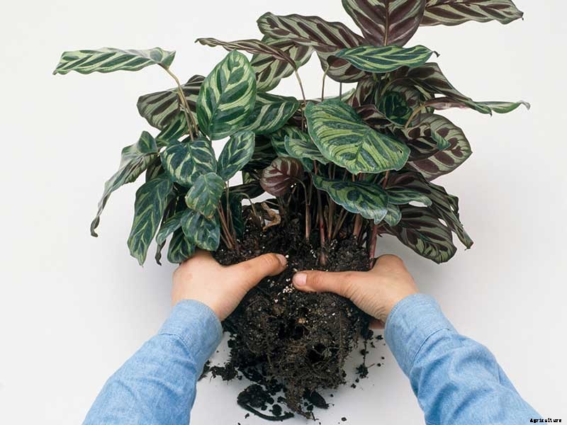 How to Grow and Care for Prayer Plants