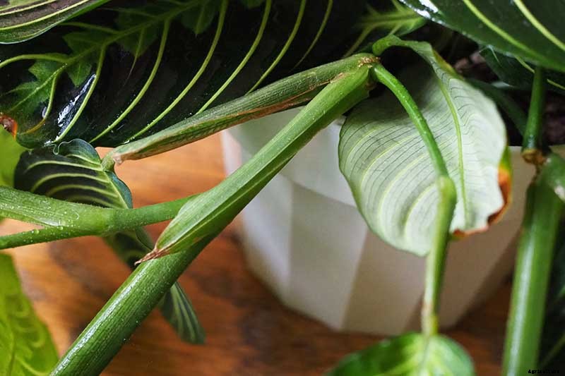 How to Grow and Care for Prayer Plants