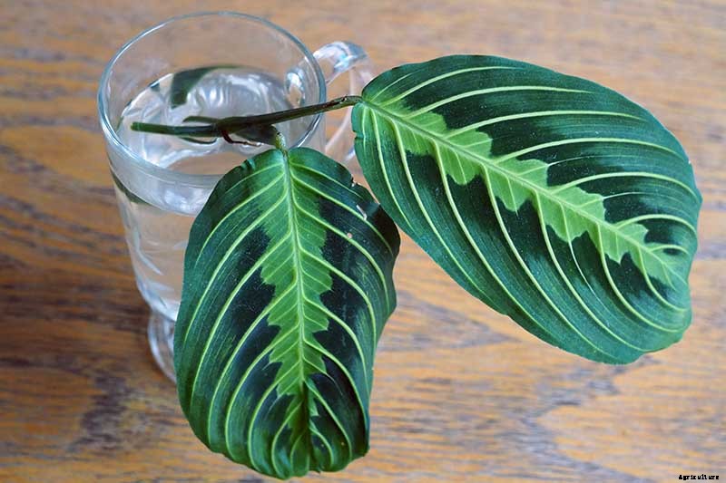 How to Grow and Care for Prayer Plants