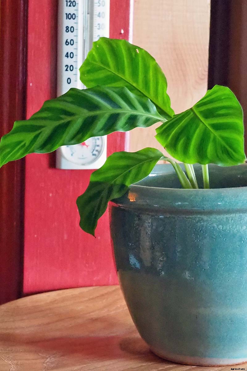 How to Grow and Care for Prayer Plants