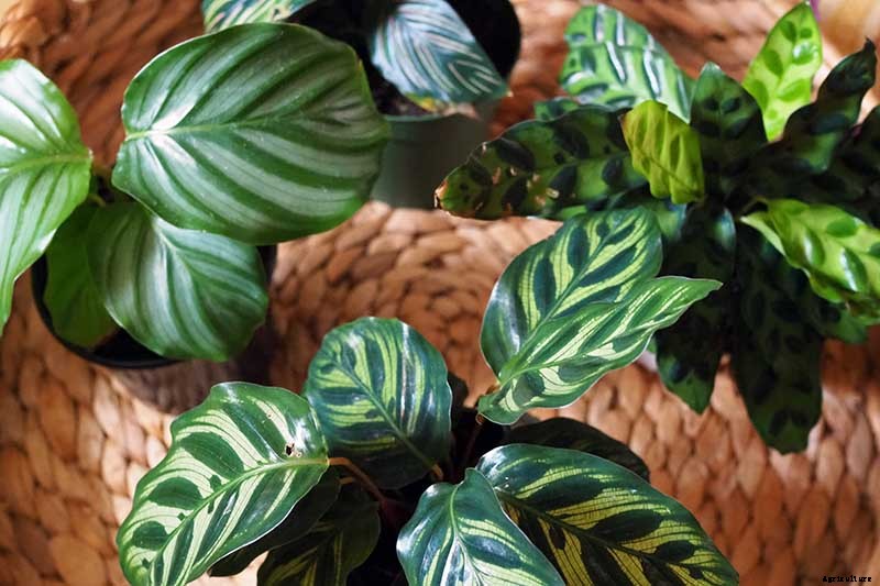 How to Grow and Care for Prayer Plants