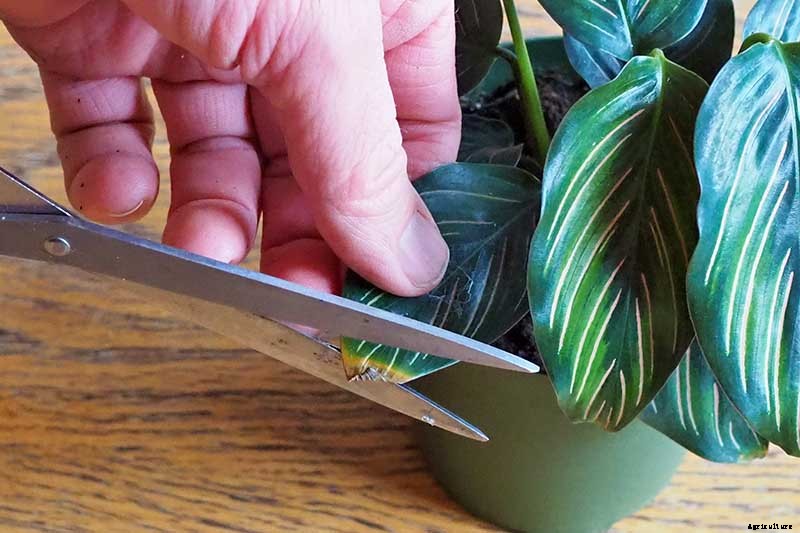How to Grow and Care for Prayer Plants