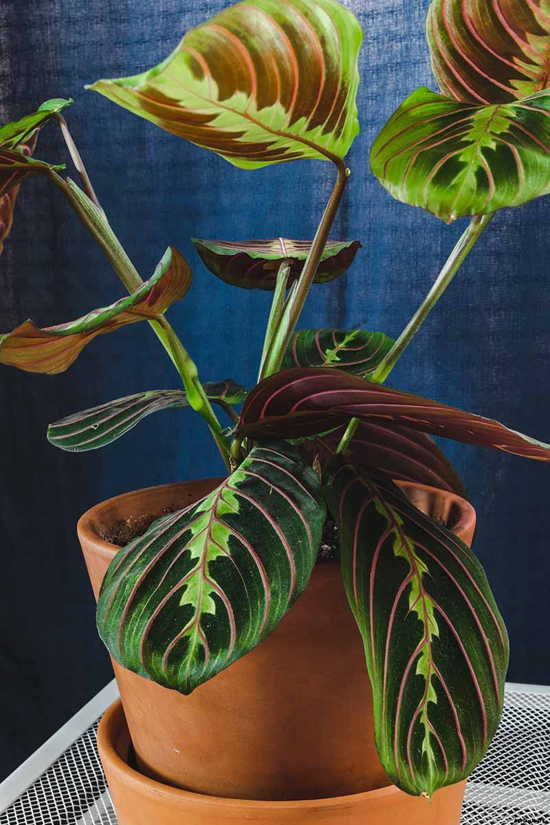 How to Grow and Care for Prayer Plants