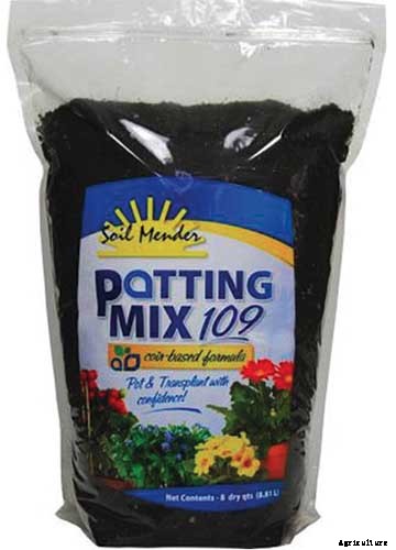 How to Grow and Care for Prayer Plants