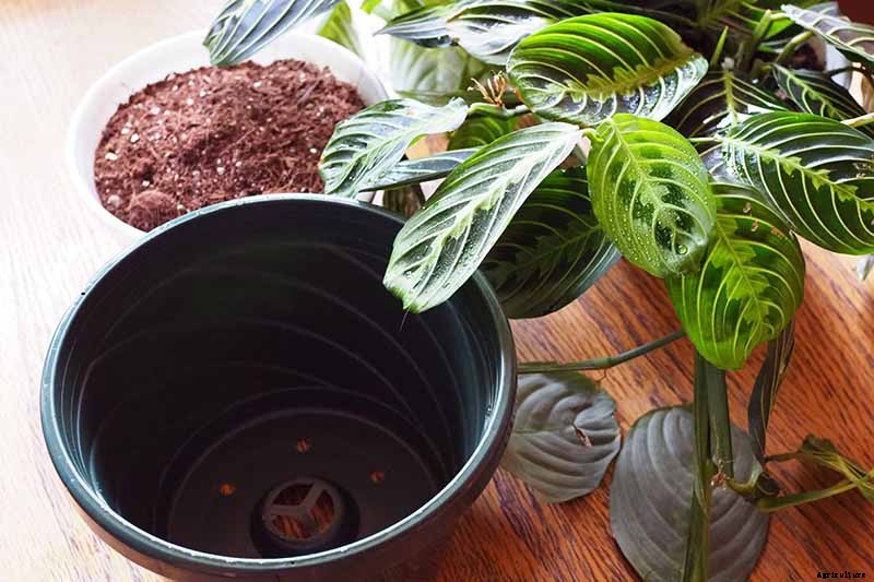 How to Grow and Care for Prayer Plants