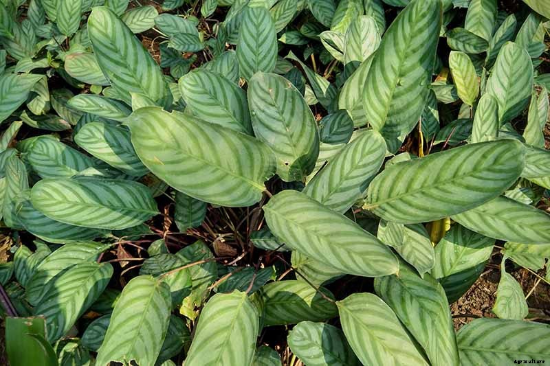 How to Grow and Care for Prayer Plants