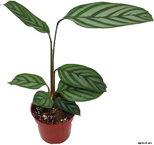 How to Grow and Care for Prayer Plants