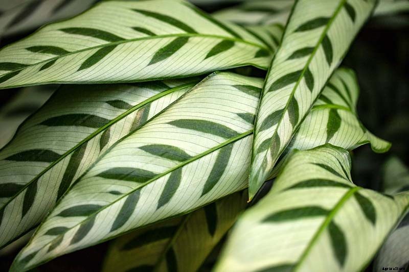 How to Grow and Care for Prayer Plants