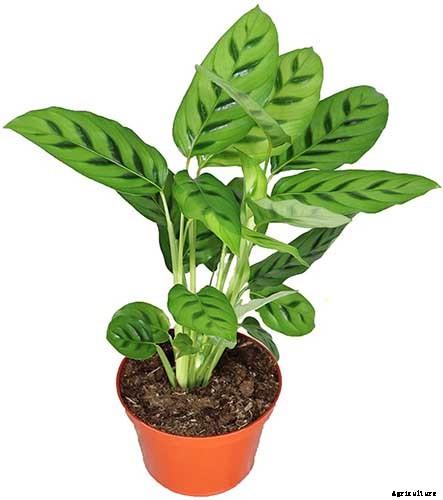 How to Grow and Care for Prayer Plants