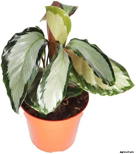 How to Grow and Care for Prayer Plants