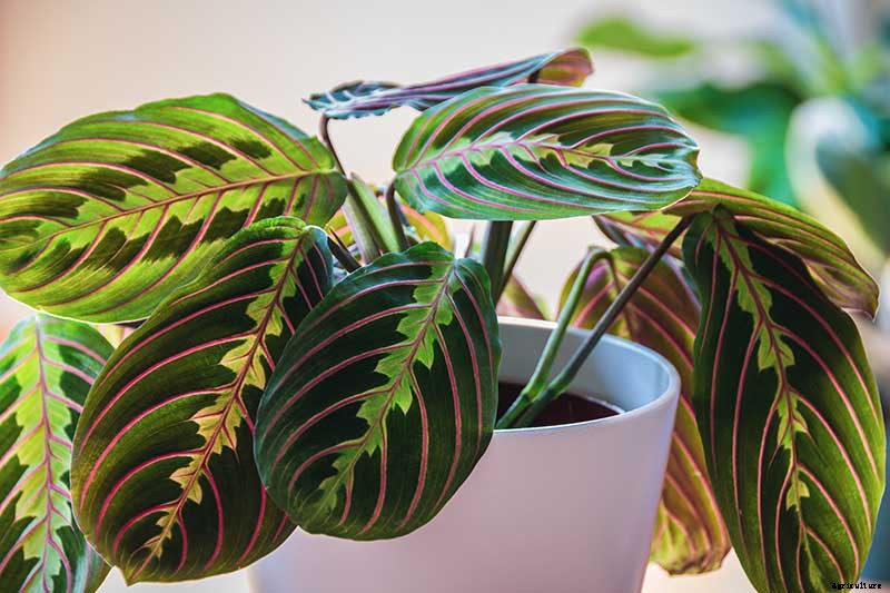 How to Grow and Care for Prayer Plants