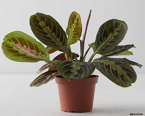 How to Grow and Care for Prayer Plants