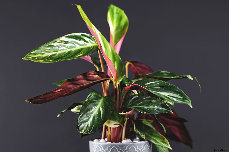 How to Grow and Care for Prayer Plants