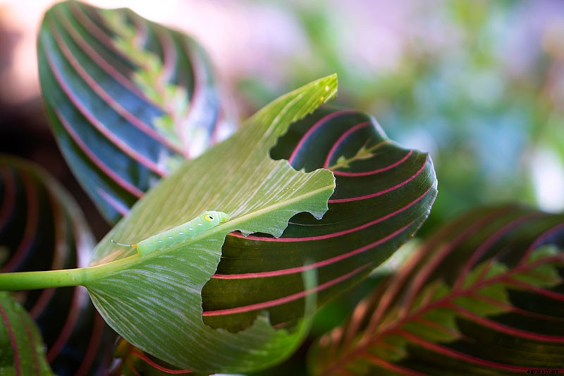 How to Grow and Care for Prayer Plants
