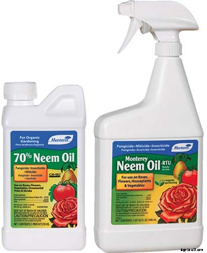 How to Grow and Care for Prayer Plants