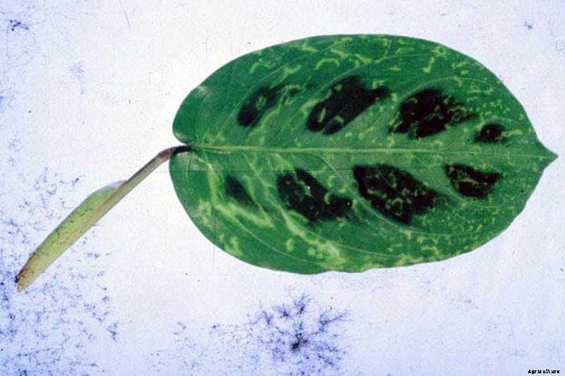 How to Grow and Care for Prayer Plants