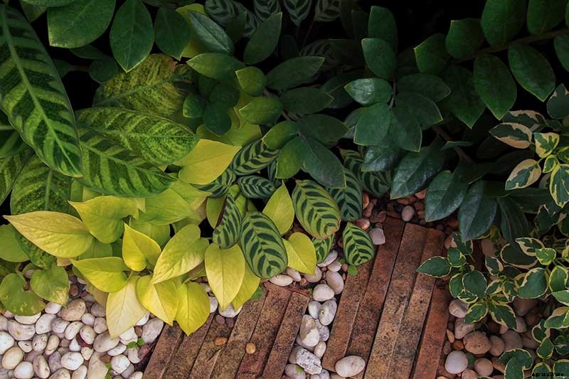 How to Grow and Care for Prayer Plants