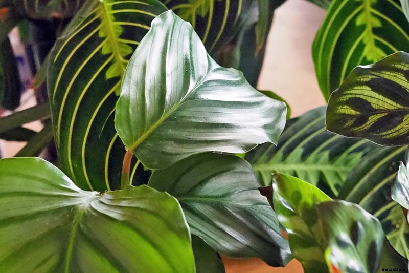 How to Grow and Care for Prayer Plants