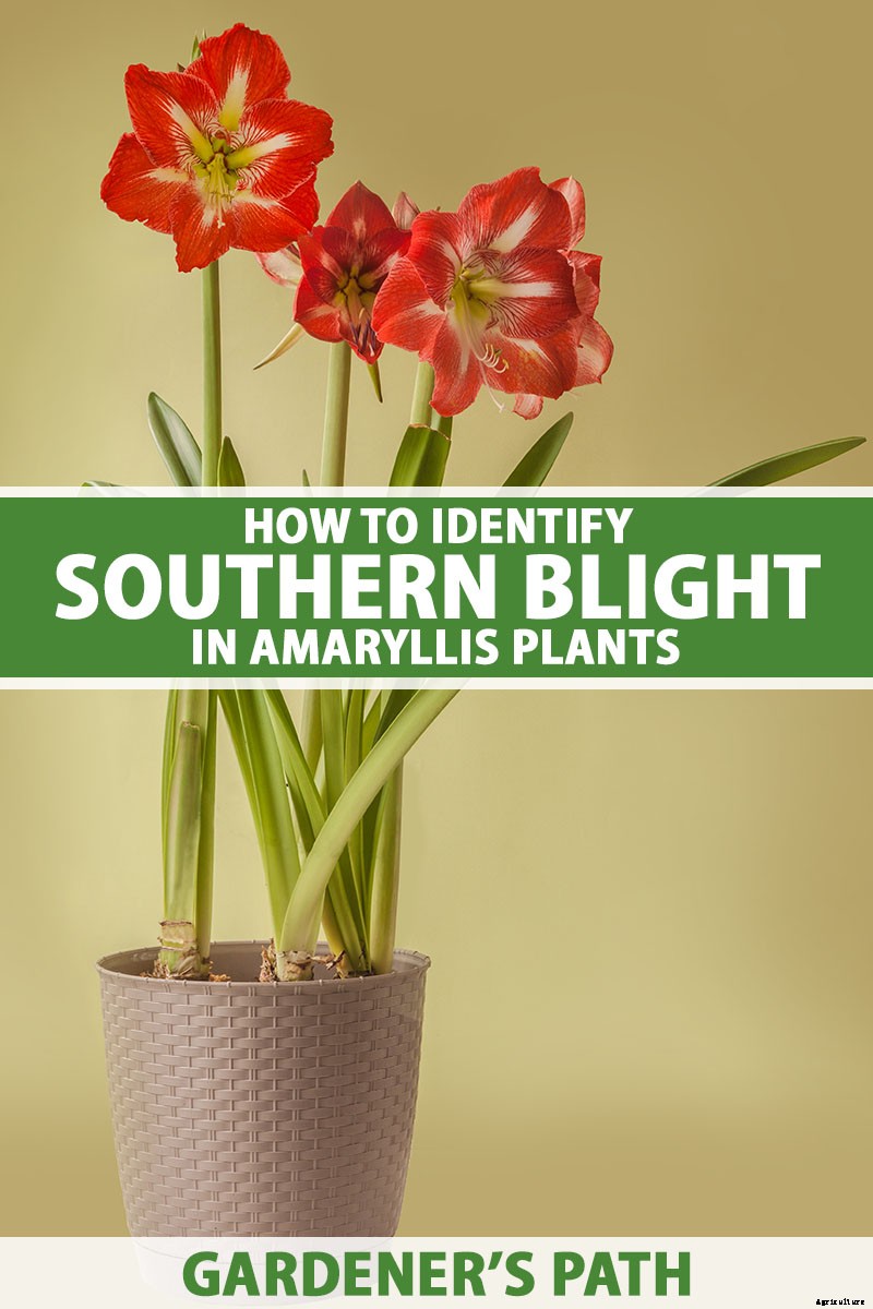 How to Spot Southern Blight Disease in Amaryllis Plants