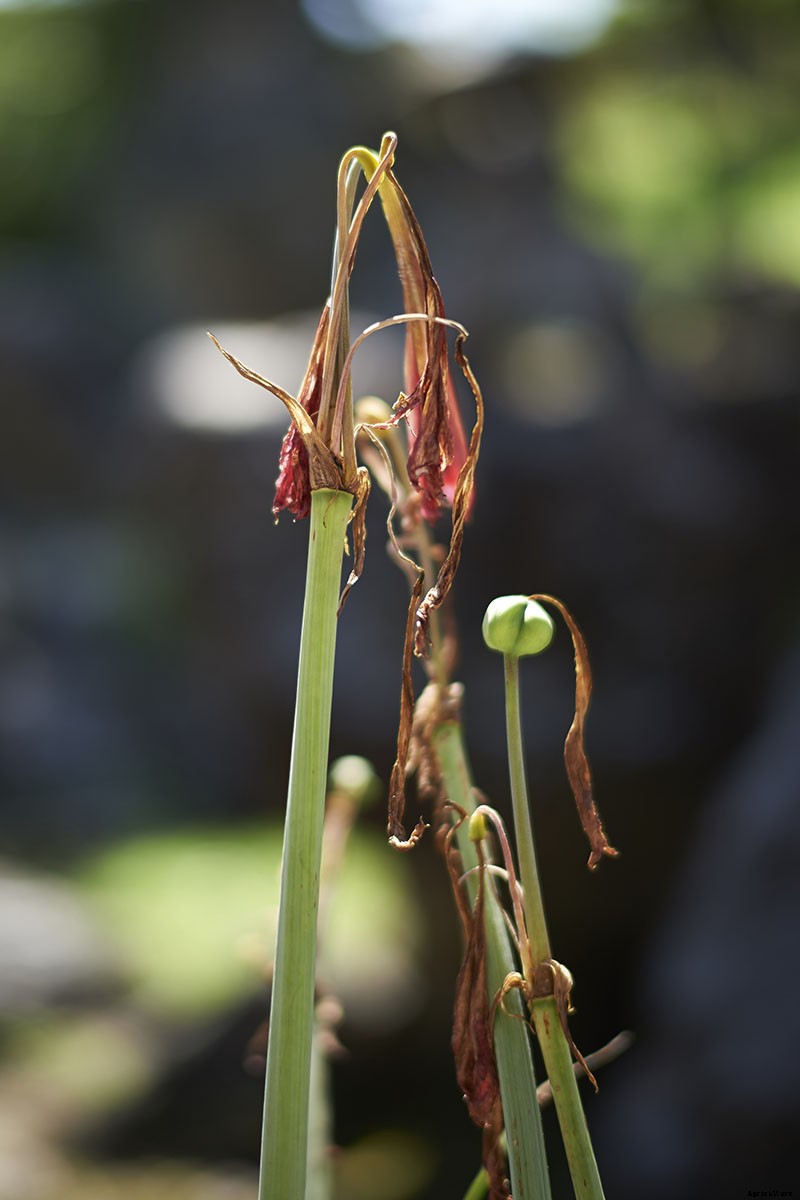How to Spot Southern Blight Disease in Amaryllis Plants