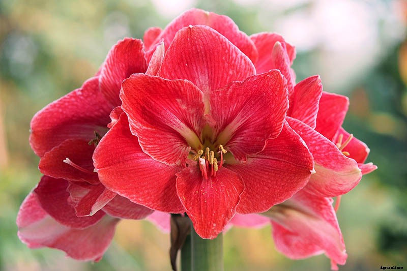 How to Spot Southern Blight Disease in Amaryllis Plants