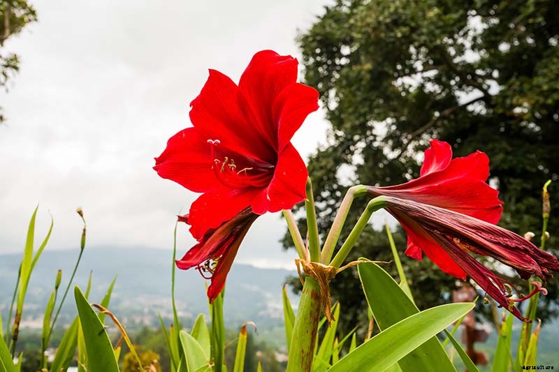 How to Spot Southern Blight Disease in Amaryllis Plants