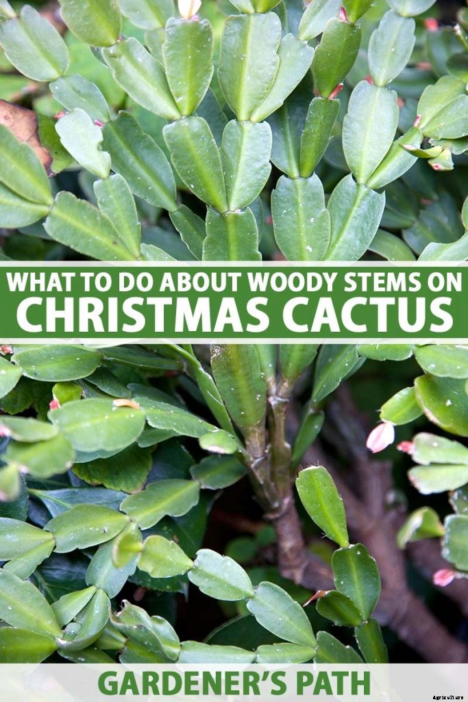 What To Do About Woody Stems on Your Christmas Cactus